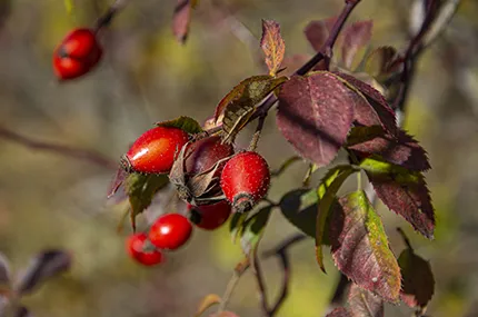 ROSA MOSQUETA: EL TESORO NATURAL PARA TU PIEL