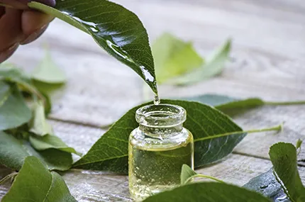 ACEITE DE ÁRBOL DE TÉ: PROPIEDADES, USOS Y BENEFICIOS PARA TU BIENESTAR NATURAL